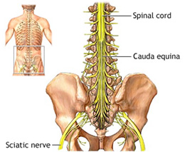 cauda-equina-spinal-nerves