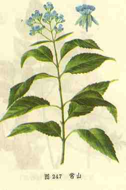chinese medicine herb pix HydrangeaRoot06