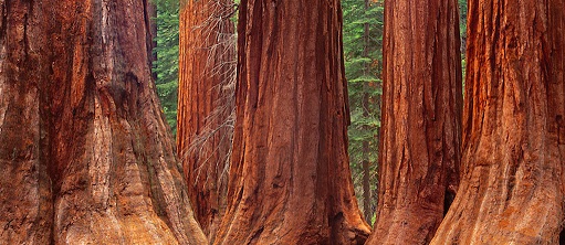 the-redwoods-in-yosemite-national-park